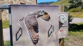 Grey Owl Vinyl Utility Box Wrap